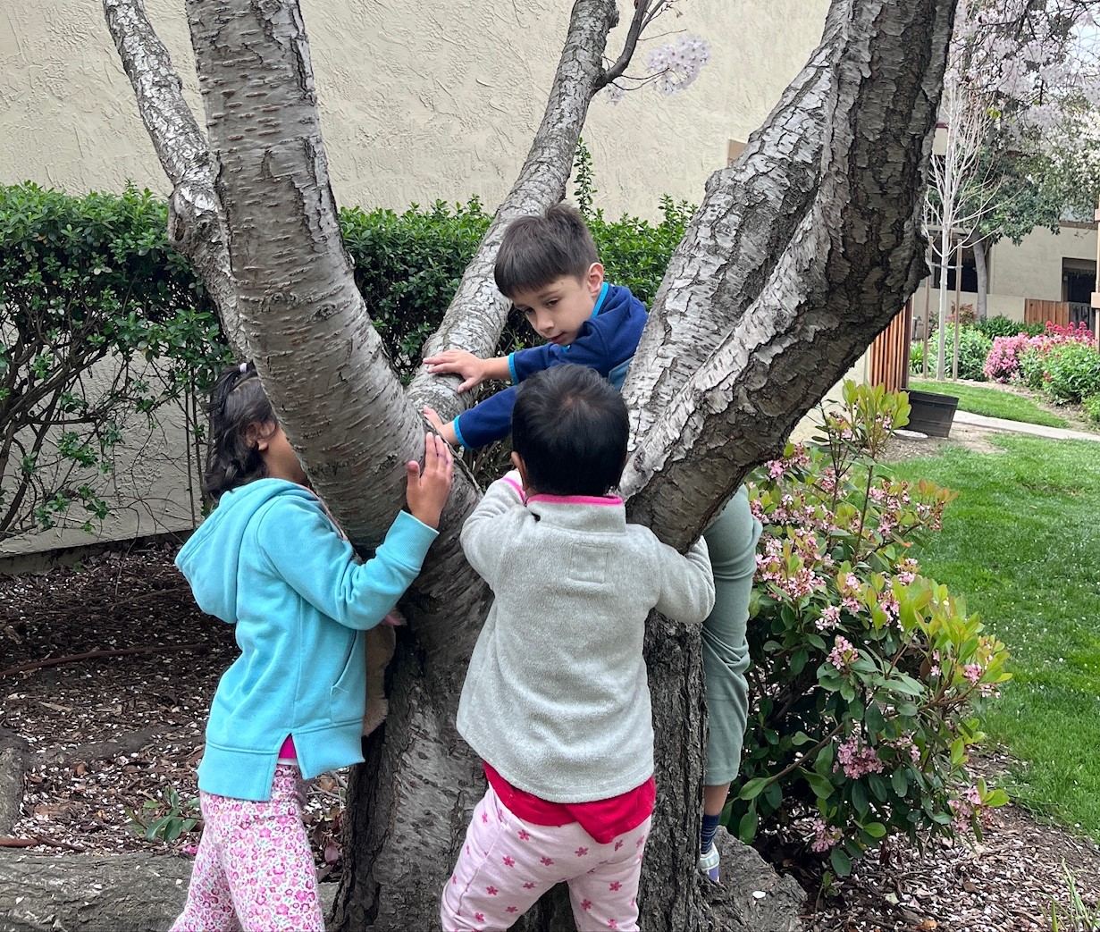 Children climbing a tree together in the garden